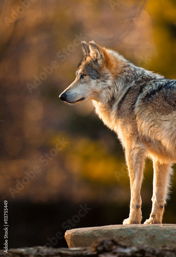 Mexican gray wolf (Canis lupus)