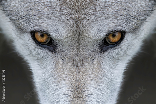 Wild gray wolf eyes in Wyoming © gnagel