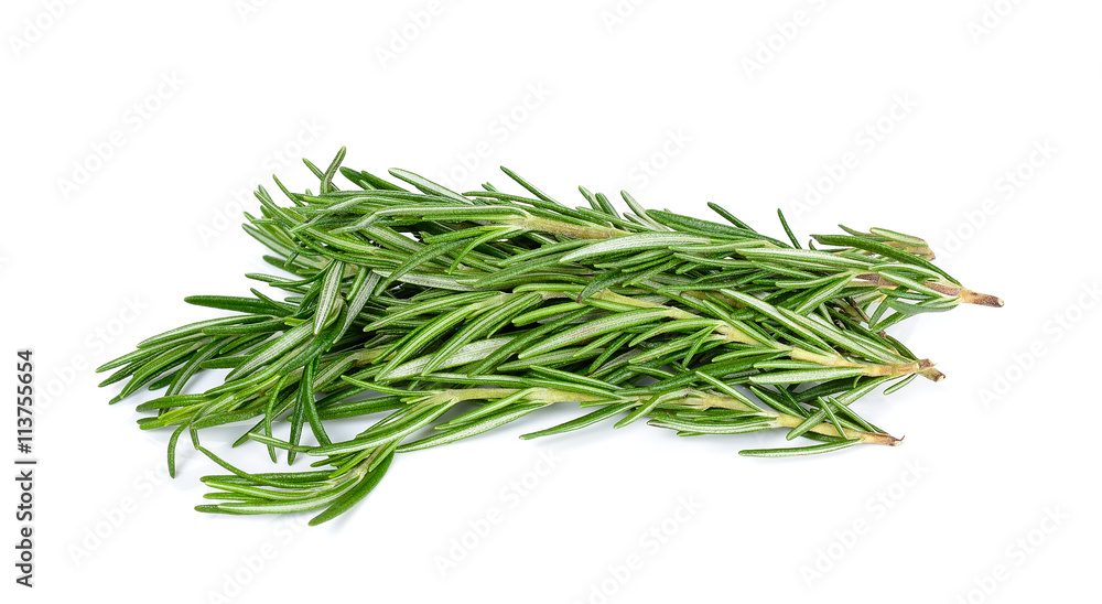 rosemary isolated on the white background rosemary isolated on the white background