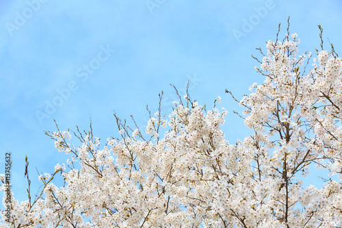 美甘宿場桜 -旧出雲街道美甘宿の町裏の新庄川堤防に咲く桜並木- photo