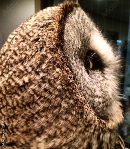 カカラフトフクロウを真横から