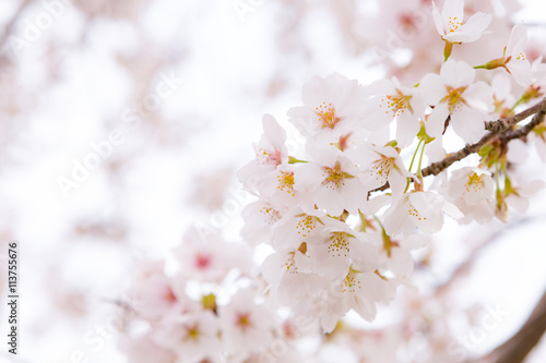 美甘宿場桜 -旧出雲街道美甘宿の町裏の新庄川堤防に咲く桜並木- photo