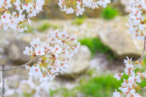 美甘宿場桜 -旧出雲街道美甘宿の町裏の新庄川堤防に咲く桜並木- photo