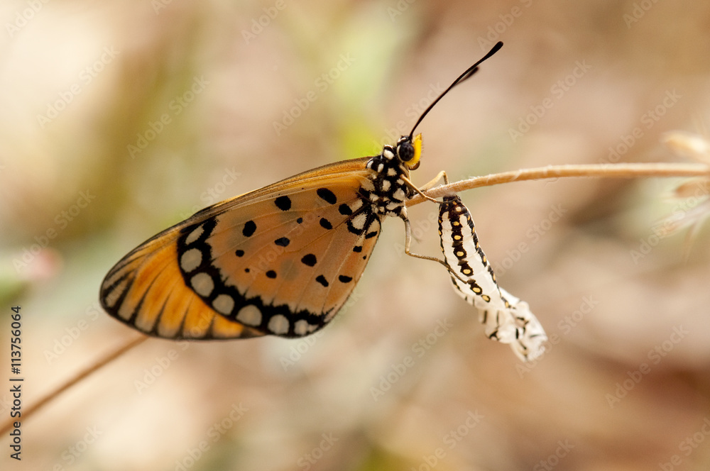 Fototapeta premium Tawny Coster butterfly and its chrysalis