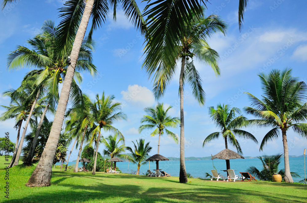 The Beach with Coconut Tree, Thailand beach, Phuket, Pattaya, Hua Hin, Krabi.