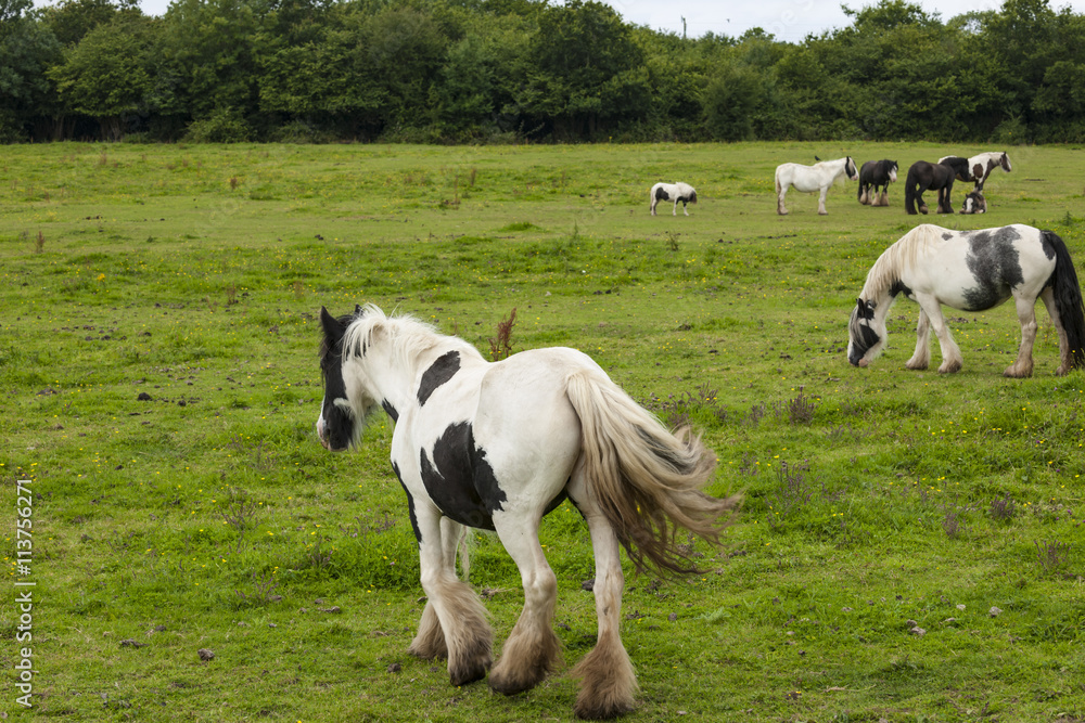 Irish gipsy horses Irish gipsy horses