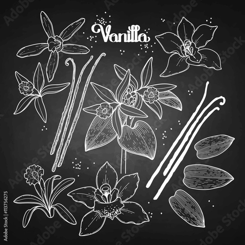 Graphic vanilla flowers