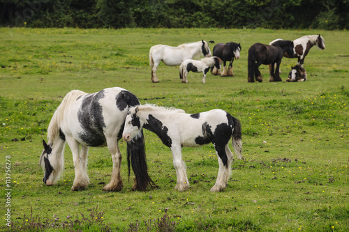 Fototapeta Naklejka Na Ścianę i Meble -  Group of cob horses on pasturage 