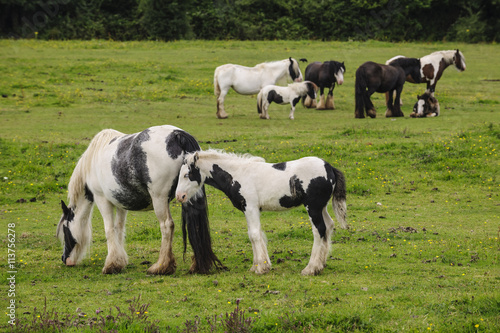 Group of cob horses on pasturage 