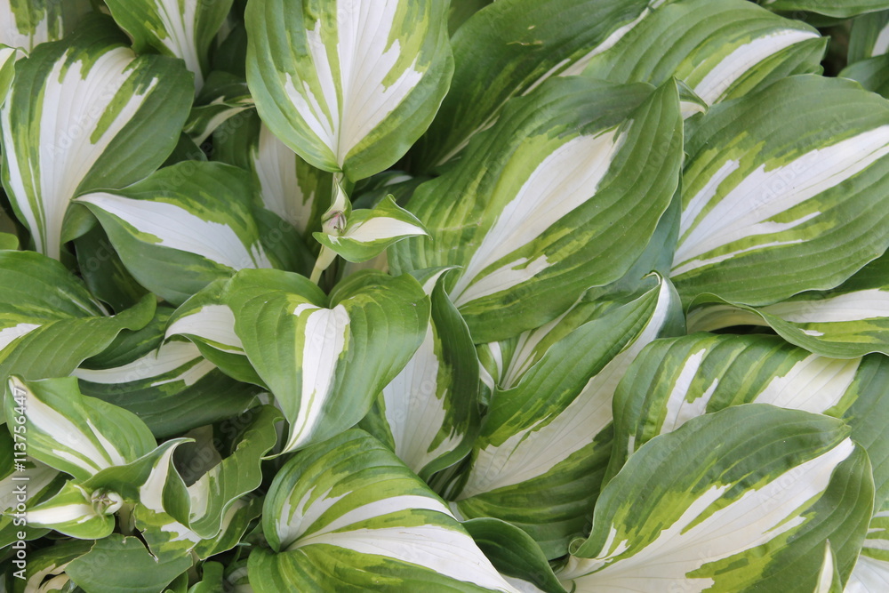 Obraz premium Dieffenbachia - plantain lily with large, green center leaves bordered in a creamy white. Mid size hosta.