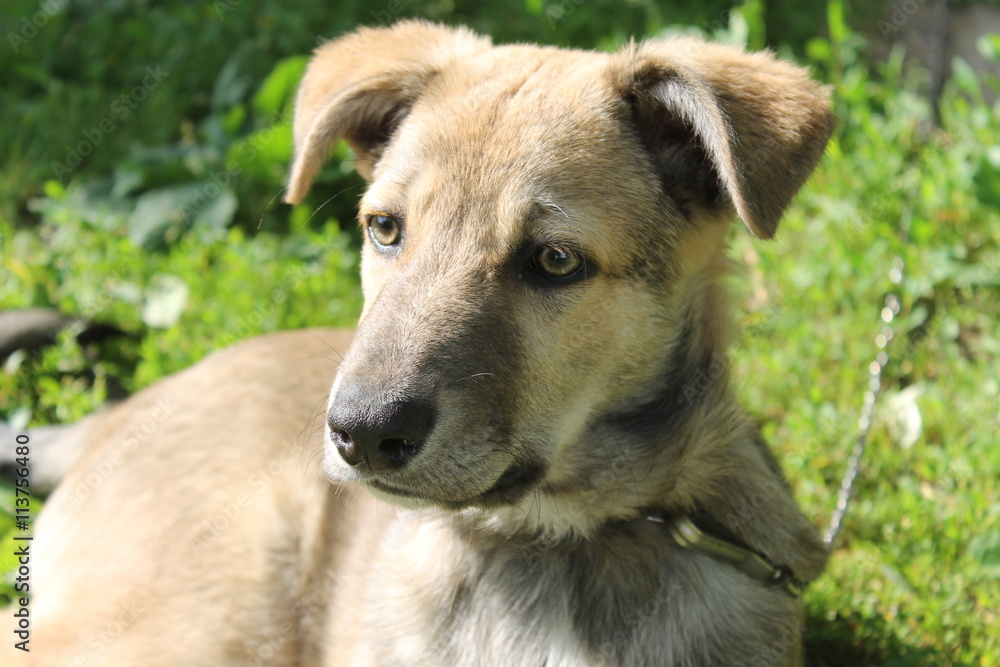 Cute dog puppy lying resting on grass in summer day, looking up Cute dog puppy lying resting on grass in summer day, looking up