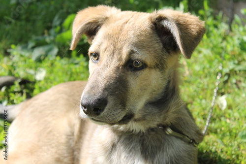 Cute dog puppy lying resting on grass in summer day, looking up