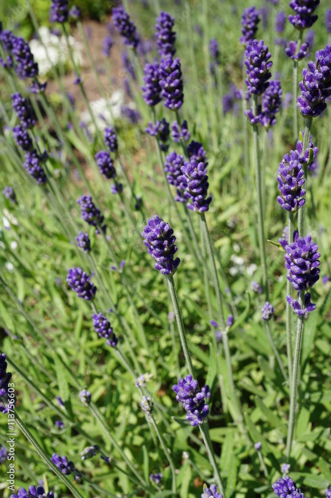 Naklejka premium Fragrant blue stems of Hidcote Blue lavender (lavendula angustifolia)
