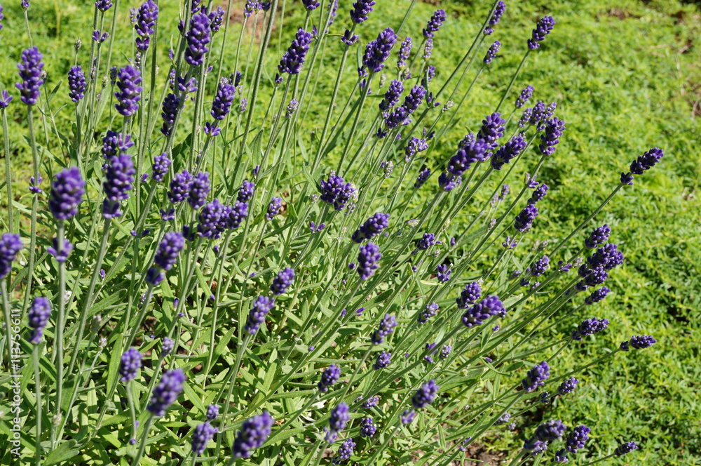 Fototapeta premium Fragrant blue stems of Hidcote Blue lavender (lavendula angustifolia)