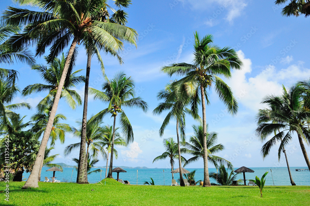 The Beach with Coconut Tree, Thailand beach, Phuket, Pattaya, Hua Hin, Krabi. The Beach with Coconut Tree, Thailand beach, Phuket, Pattaya, Hua Hin, Krabi.