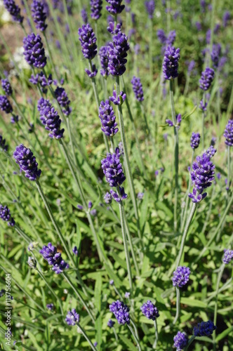 Fragrant blue stems of Hidcote Blue lavender (lavendula angustifolia)