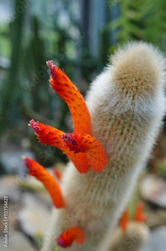 Cactus Cleistocactus Brookeae with orange spikes photo