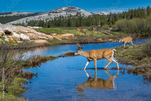Mule deer at Tuolumne Meadows, Yosemite photo
