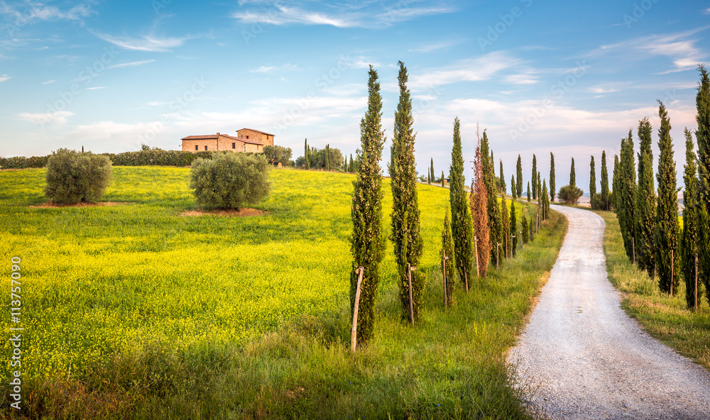 Fototapeta premium Tuscan cypress