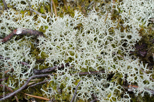 Strauchflechten zwischen Heidesträuchern photo