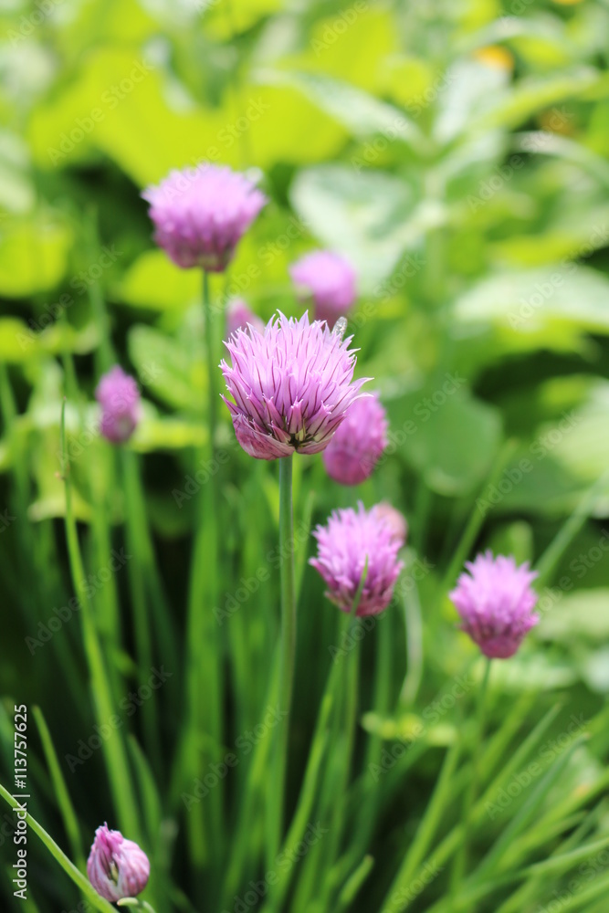 Onion Allium flowering ornamental edible medicinal plant
Onion Allium flowering ornamental edible medicinal plant