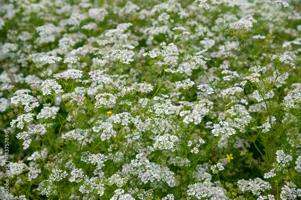 Beautiful cilantro coriander flowers blooming in the summer