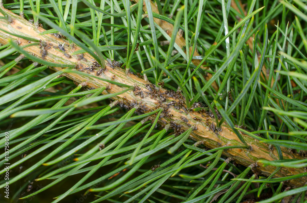 Baumläuse mit Ameisen in Nadelbaum (diagonal)