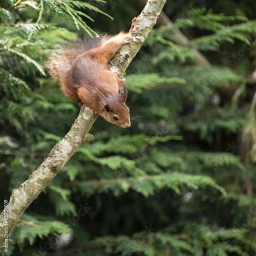 Beautiful red squirrel playing in tree trying to reach food