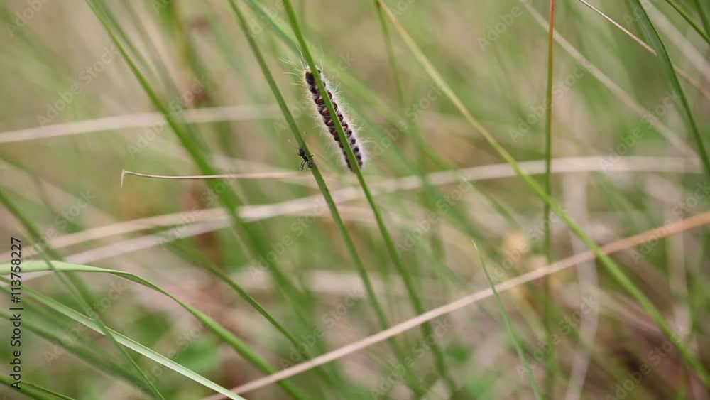 an ant and a hairy caterpillar in vegetation an ant and a hairy caterpillar in vegetation