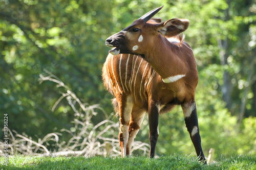 Antilope bongo in nature