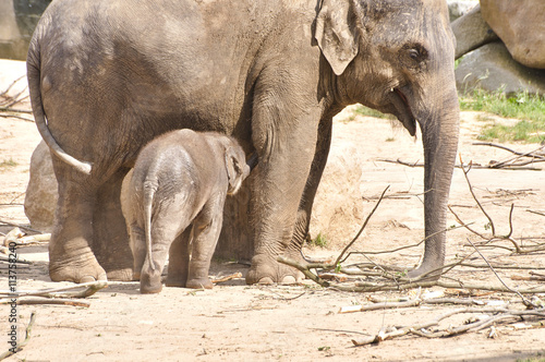 Photography african elephant in nature