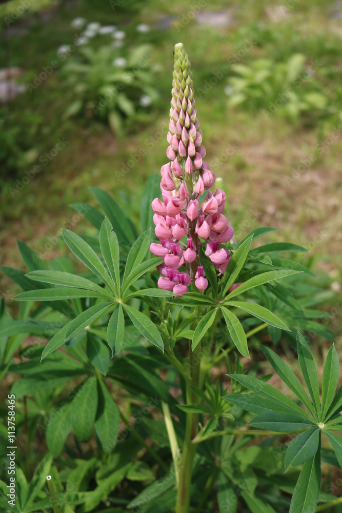 Lupin (Lupinus) decorative flower cemeystva legumes
Lupin (Lupinus) decorative flower cemeystva legumes