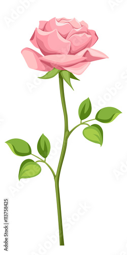 Vector pink rose with stem isolated on a white background.