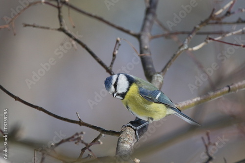 Mésange bleue pensive.