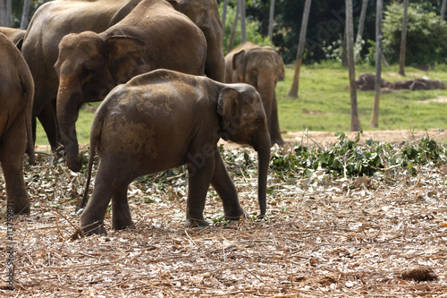 eine Herde Elefanten in Indien