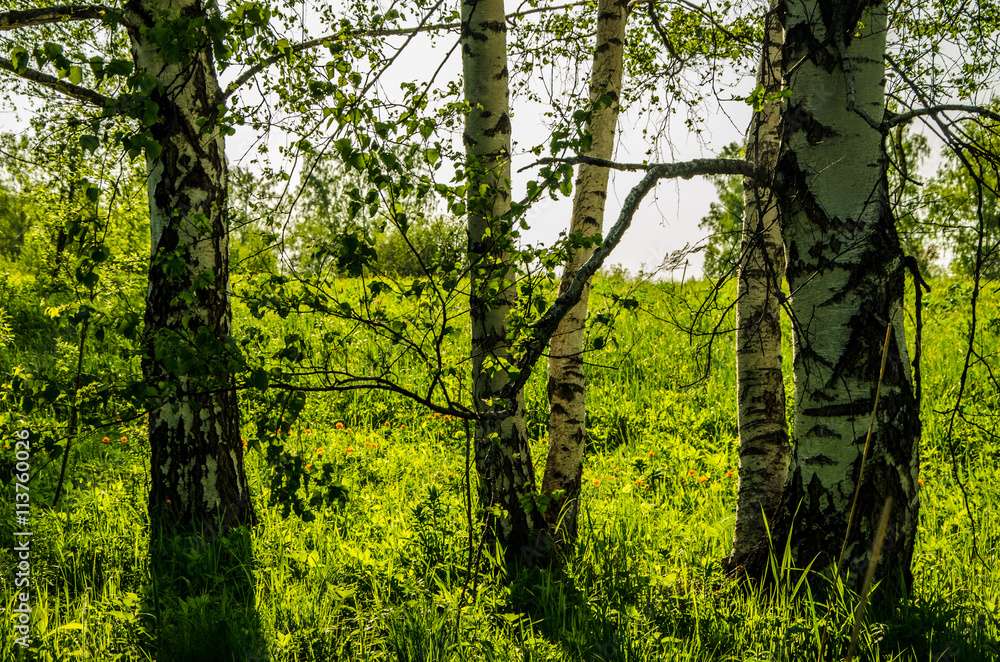birch forest covered with green foliage . birch forest covered with green foliage .