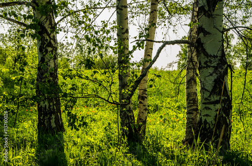 Fototapeta Naklejka Na Ścianę i Meble -  birch forest covered with green foliage .