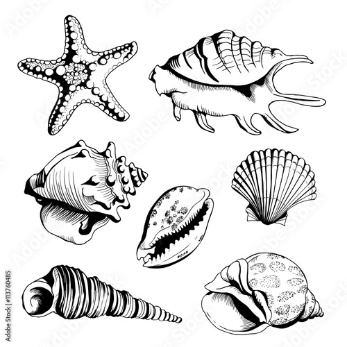 Vector set with hand drawn seashells  and starfish