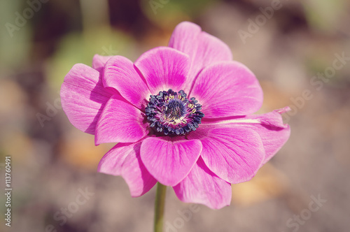 Anemone