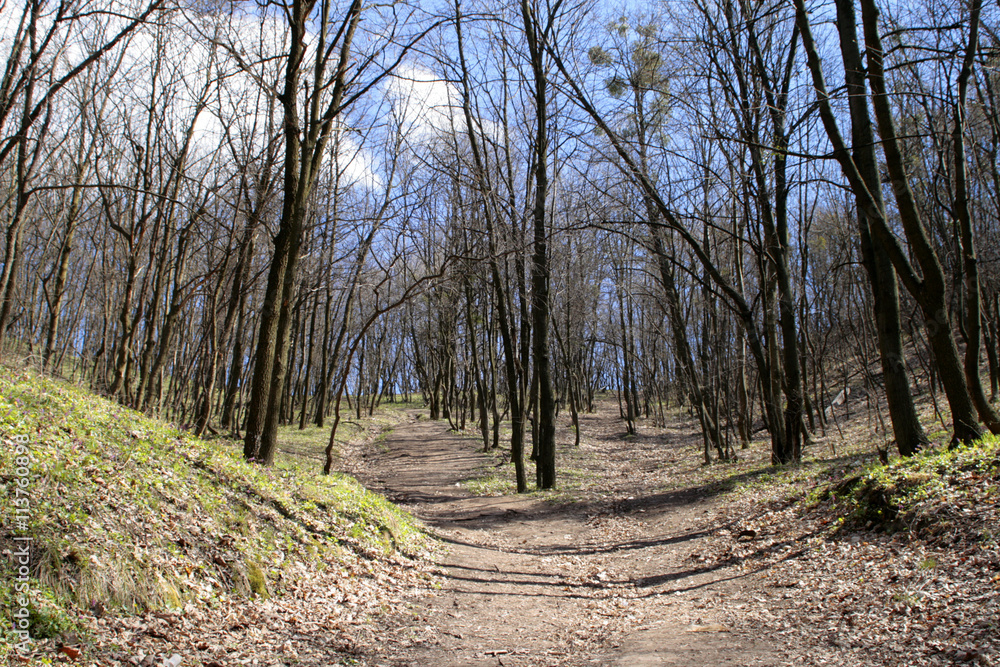 forest located in Sviatogorsk Ukraine Donetsk region forest located in Sviatogorsk Ukraine Donetsk region
