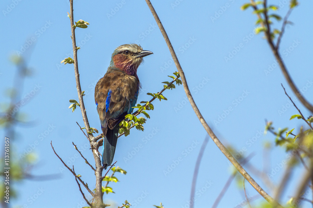 Fototapeta premium Rufous-crowned Roller in Kruger National park, South Africa