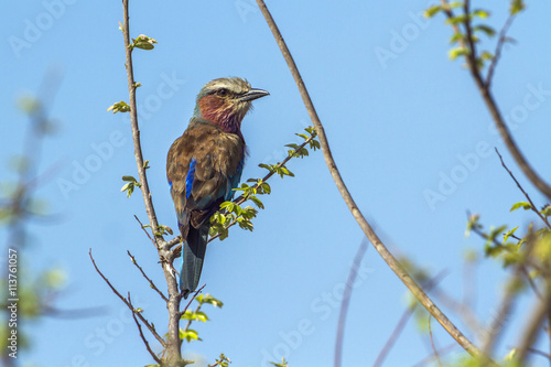 Rufous-crowned Roller in Kruger National park, South Africa photo