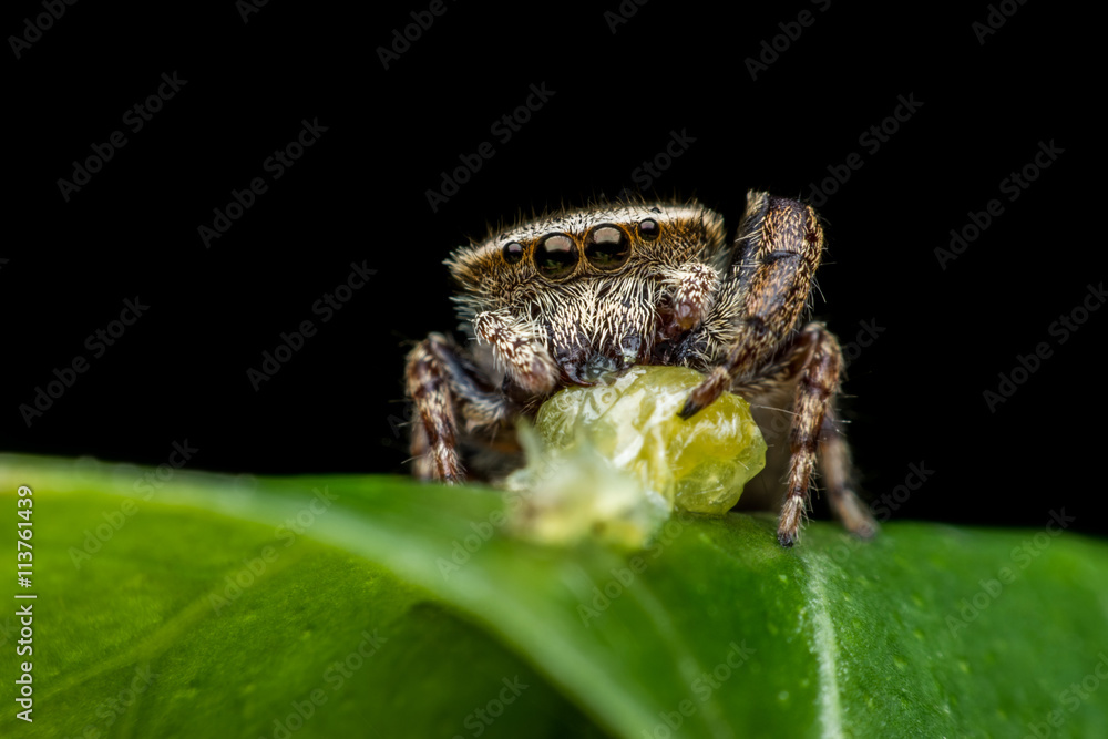 Fototapeta premium Jumping spider eating its victim