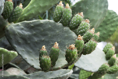 Sabra cactus green leaves