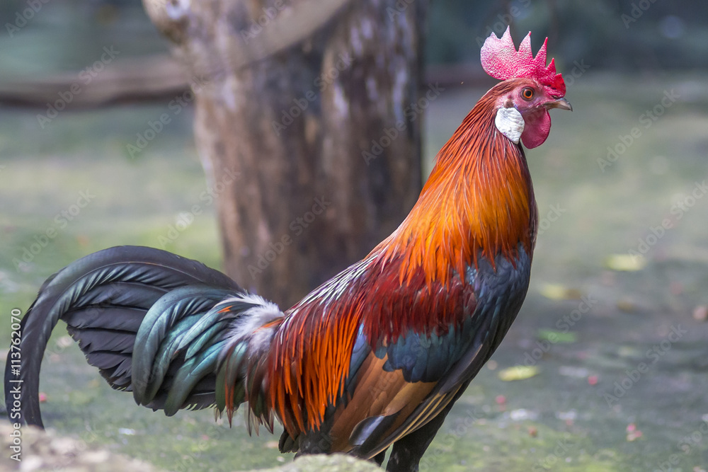 The Male Asia Red Jungle Fowl white ear
