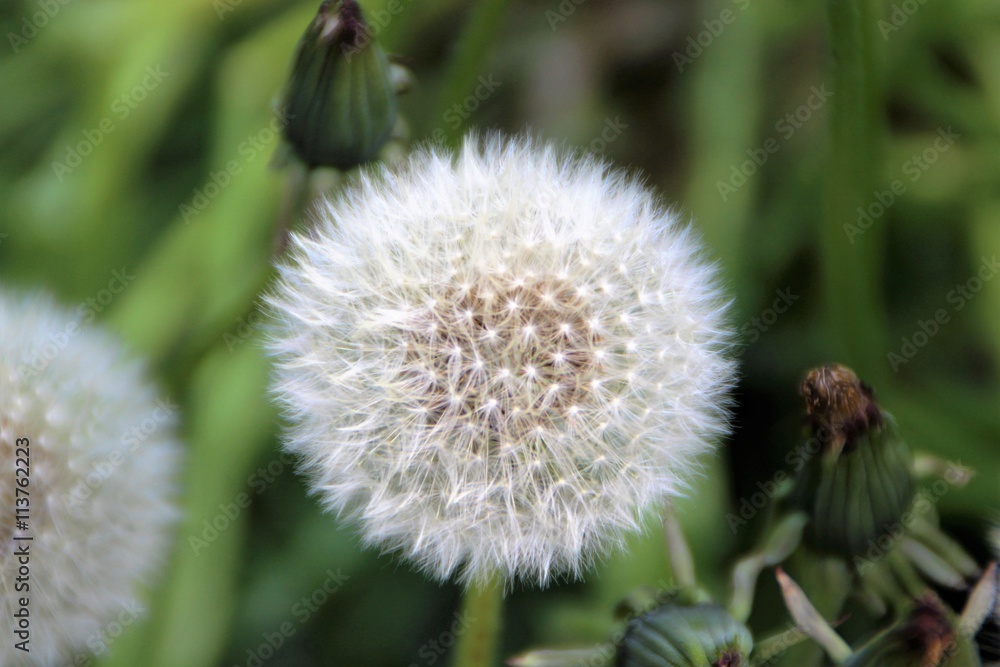 Obraz premium mniszek lekarski