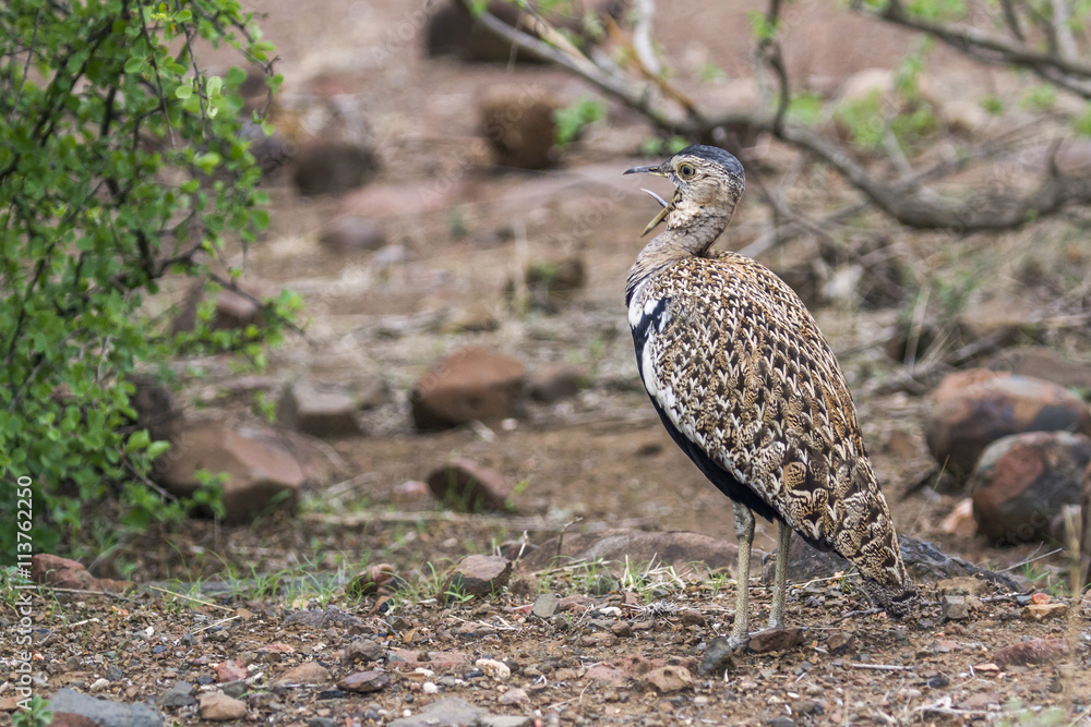 Black-bellied bustard in Kruger National park, South Africa