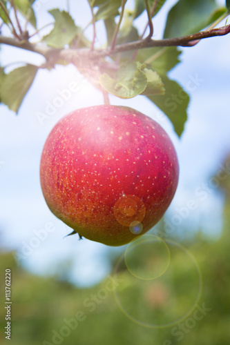 Roter Apfel am Baum