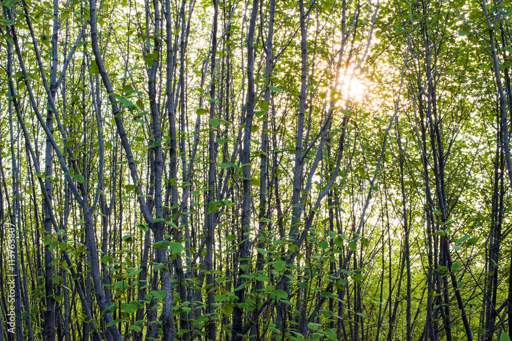 Fototapeta premium Thickets of young alder with sunlight 