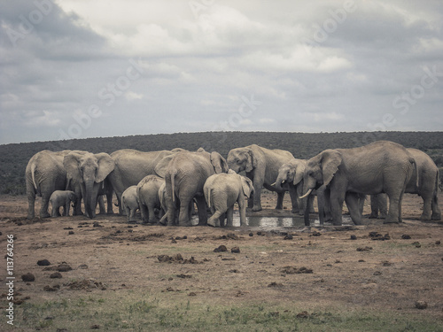 elephant family @ water hole